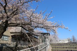 能代市役所さくら庭