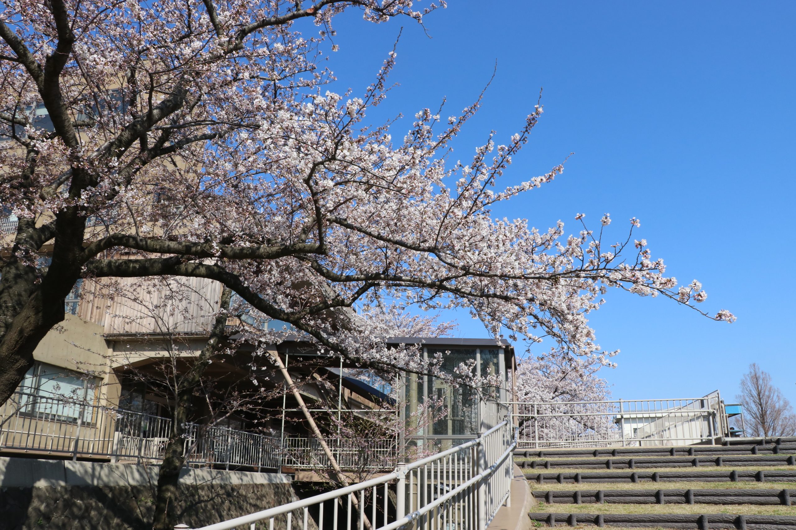 能代市役所さくら庭