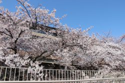 能代市役所さくら庭